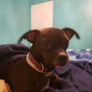 Meet your Posher, Billie